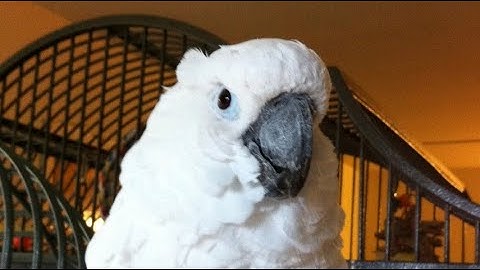 🦜 We’re Not Being Subtle — Open Your Eyes, Human