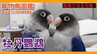 全攻略牡丹鸚鵡詳細整理介紹影片你所不知道的鸚鵡飼養秘辛【鸚鵡小木屋】【寵物鳥圖鑑EP26】