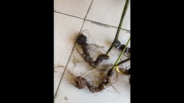 450g sâm rừng tự nhiên siêu VIP xuống núi #sâm_ngọc_linh #sâm_ngọc_linh_rừng #sâm_ngọc_linh_rừng