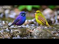 🔴 24/7 LIVE: Soft Piano & Peaceful Nature 🎹 Focus Music for Study & Relax