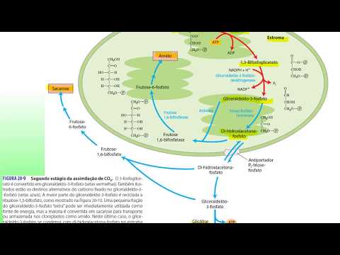 Vídeo: Por que a fotossíntese é chamada de assimilação de carbono?