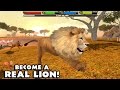 Ultimate  lion simulator  by gluten free games  compatible with iphone ipad and ipod touch