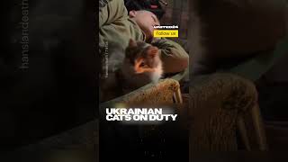 Ukrainian Cats Are on Duty While Their Soldier Friends Sleep #warinukraine