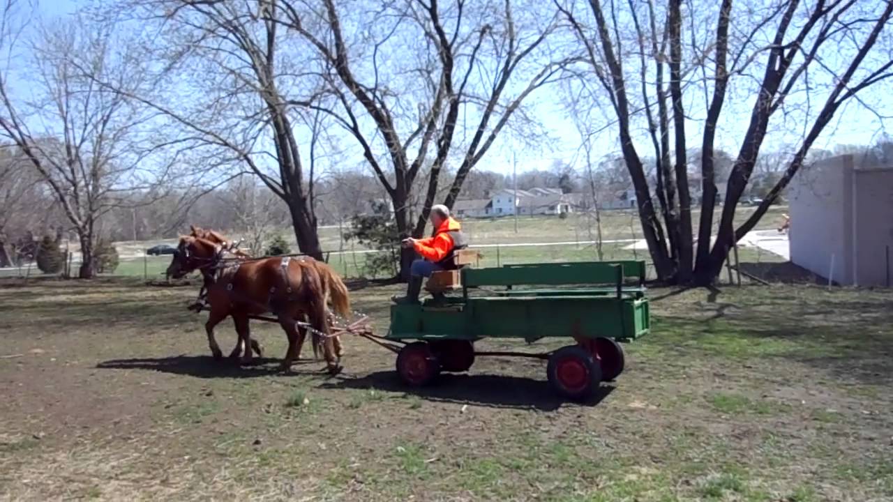 Haflinger / Quarter cross ponies YouTube