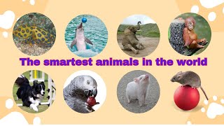 The smartest animals in the world