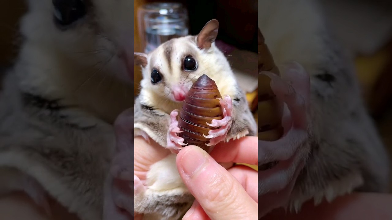 cute sugar glider