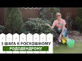 Рододендрон не цветет Срочно сделайте это весной Как ухаживать за рододендроном Рододендрон не цветет Срочно сделайте это весной Как ухаживать за рододендроном