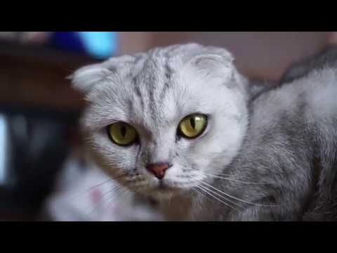 Funny Cats and Cute Kittens Playing Compilation for laugh ! - YouTube