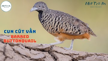 ✅Tiếng chim Cút mồi chuẩn ✅Cun cút vằn kích bổi ✅Barred Buttonquail (Turnix suscitator) ✅นกคุ่มอกลาย