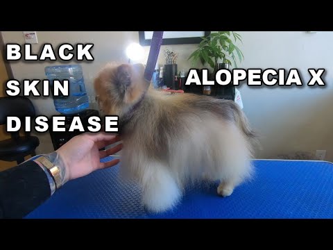 Video: Alopecia X Pada Anjing - Penyakit Kulit Hitam Pada Anjing