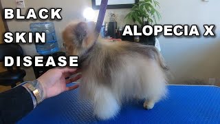 Black Skin Disease | Pomeranian Problems