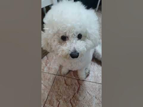 #강아지일상 #비숑 #미용전 불량한눈빛! - Youtube