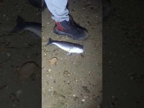 Sea fishing for