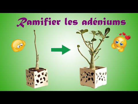 Vidéo: Soin des plantes de la rose du désert - Apprenez quelques conseils de culture de la rose du désert d'Adenium