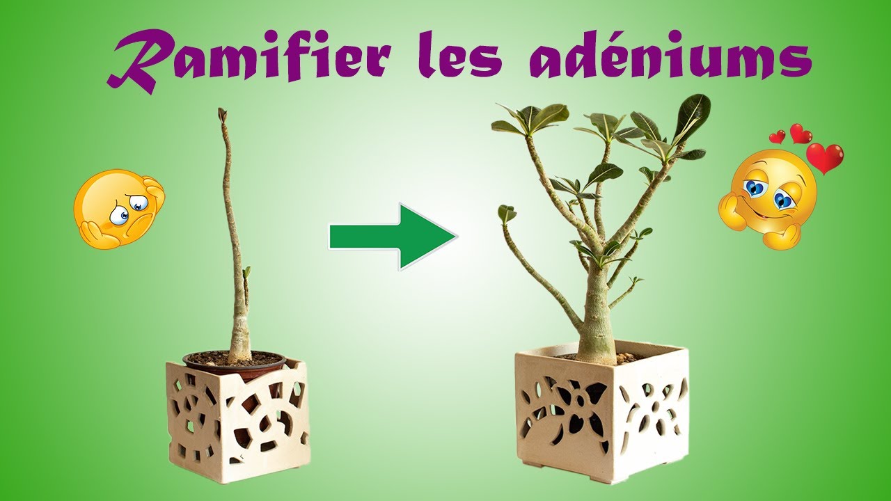 Adenium : planter et cultiver – Ooreka