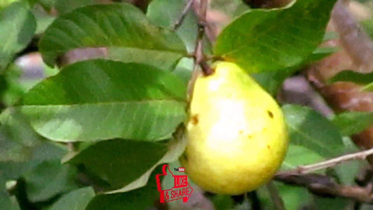 Natural Fruit Guava fruit in my house கொய்யா இலை Nagercoil