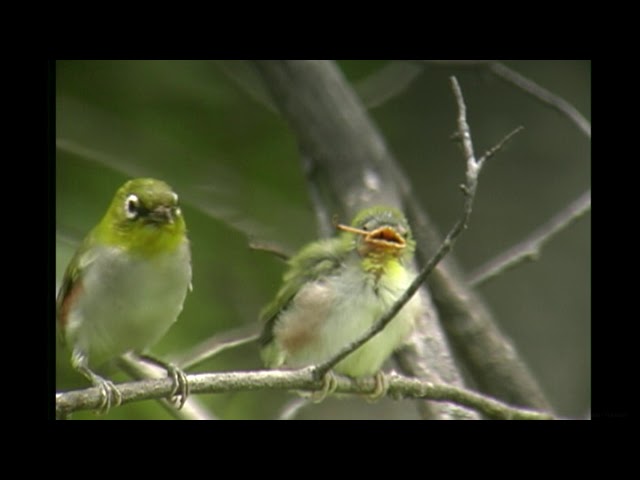 チョウセンメジロ（1）数少ない旅鳥（ウラジオストク北部、舳倉島