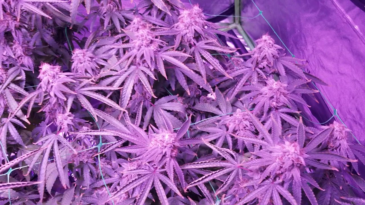 MEDICAL CANNABIS GROW LOG UPDATE DAY 67 VIPARSPECTRA REFLECTOR SERIES LED GROW LIGHT AEROPONIC DWC