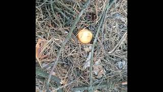 Летний гриб маслёнок. Собираем маслята в хвойном лесу на Днепропетровщине Украина