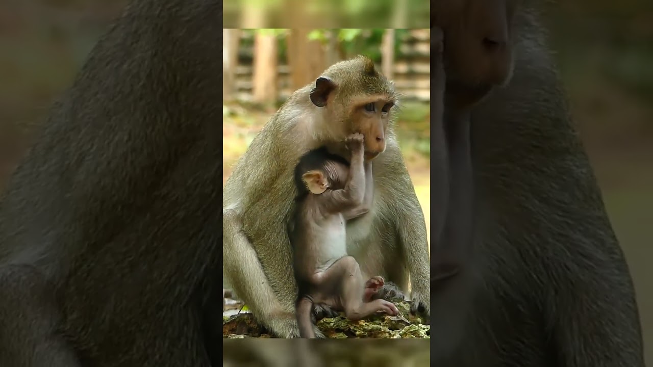 MILLIE’S REACTION Poor monkey  Baby 😔 🐒 youtubeshorts 