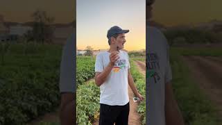 محمد الدخيل.. مواطن حول مزرعته في #سكاكا #الجوف لسلة خضار مجانية.