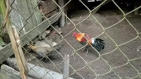 qhias tu qaib dib qaib qus qaib ncuav kom seej thiab ncawg yus