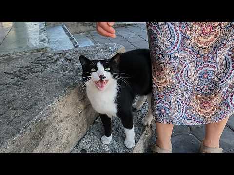 I Met the Happiest, Most Talkative Stray Cat Ever!