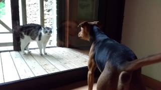 Cat sees dog through the glass door, bristles and hisses