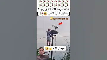 إعلانأميكسكابدأشاهد فرحة الأم اللقلق بعودة صغيرها إلى العش 