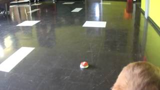 Easy Button (ground paw target) with Brandy