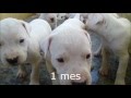 Cachorros Dogo Argentino