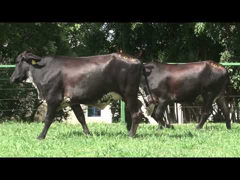 LOTE 102   FAZENDA SANTA LUZIA