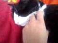 Donnie, o gato