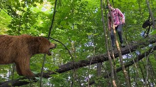 Escaped from Bear attack in a tree