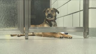 SPCA currently not accepting new dogs to their shelter
