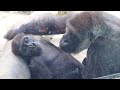 子ゴリラを寝かしつけ、守るようにずっと寄り添う母ゲンキ⭐️Gorilla【京都市動物園】Genki put her son to sleep and snuggled up to him.