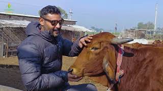 Aaj JiwaAmrit Banayaa 🐮🤠 @OrganicAcre