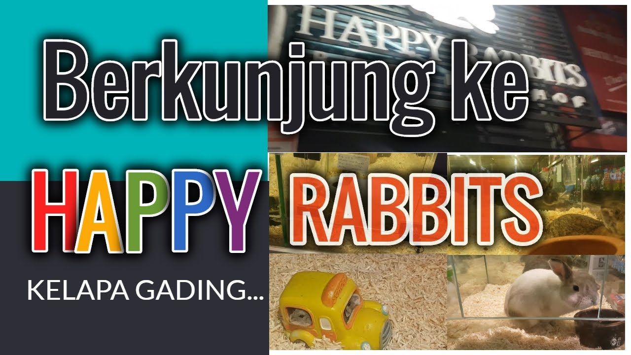 Happy Rabbit House Berkunjung ke Rabbit House Happy Rabbit - Rabbit Shop Kelapa Gading ...