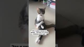 #shorts #shortvideo #подпишись #youtubeshorts #funny #лайк #рекомендации #топ #кошка #прикол