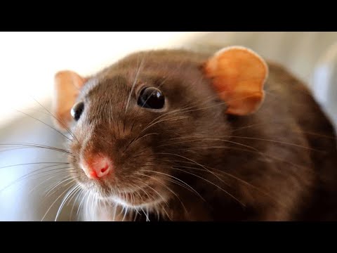 Video: 13 žiurkių, kurie greta turės medelių namus nei šunų namai