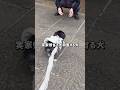 愛犬が実家を好きすぎる件 #チワワ #犬のいる生活 #shorts #実家