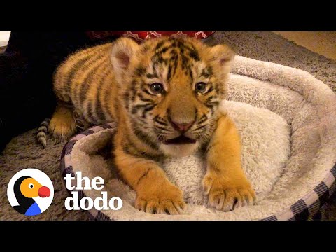   A Year In The Life Of A Baby Tiger The Dodo Little But Fierce