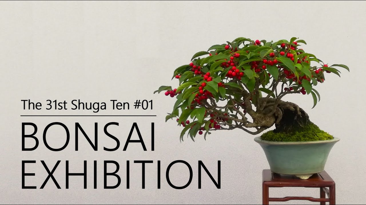 SHOHIN BONSAI EXHIBITION｜Fruits and leafed-out branches, autumn in BONSAI｜The 31st Shuga-ten