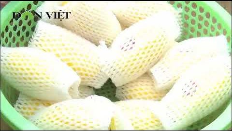 Vườn trồng dưa lê Hàn Quốc, dưa lưới Nữ hoàng công nghệ cao ở Bắc Kạn khiến nhiều người tới xem