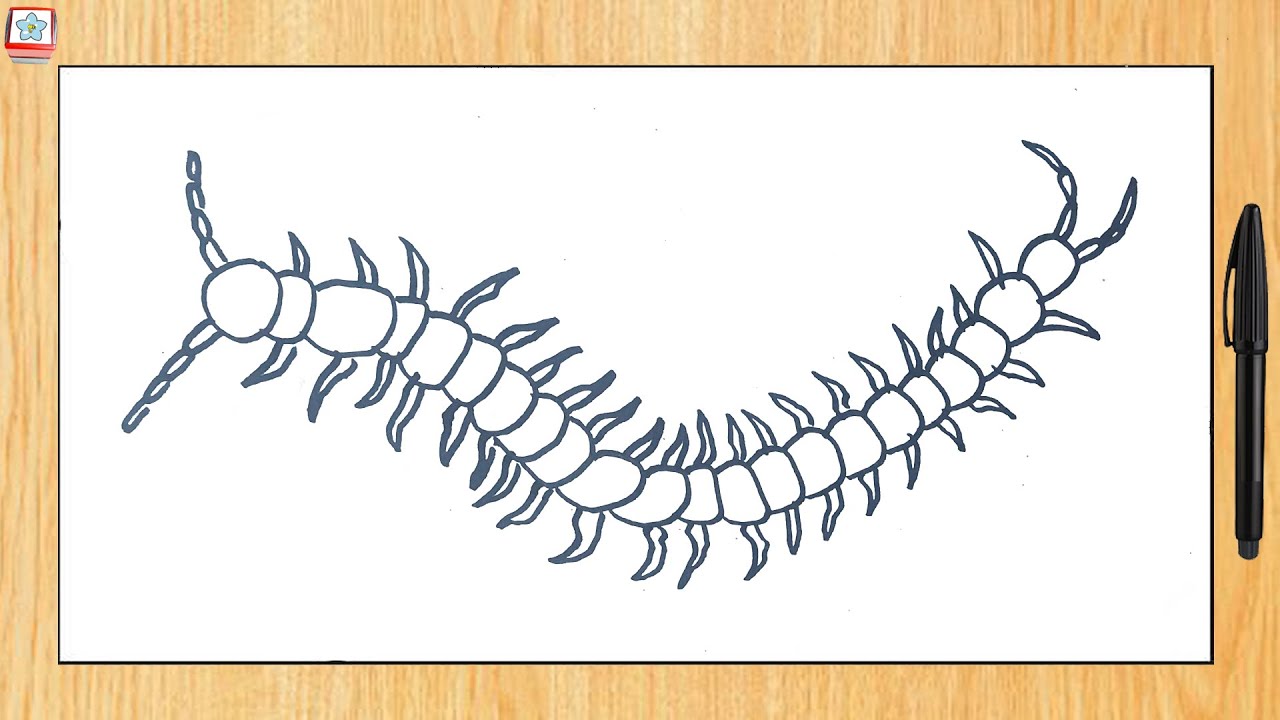 Vẽ con vật #211: Vẽ con rết đơn giản | How to draw a centipede - YouTube