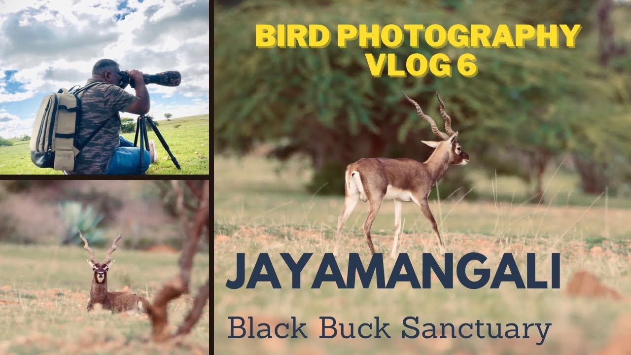 Bird Photography ll Jayamangali Black Buck Sanctuary ll Birding in Bangalore 