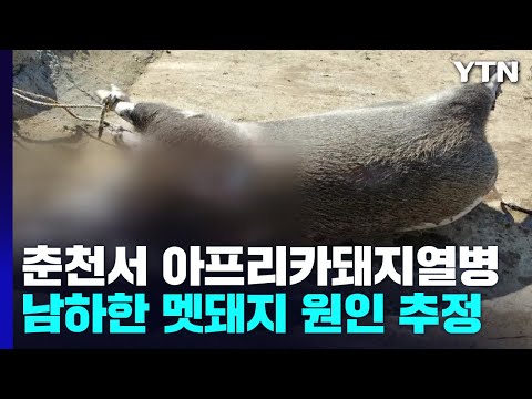 춘천 돼지 농가서 아프리카돼지열병..."남하하는 멧돼지" / YTN