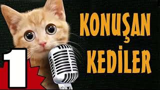 Konuşan Kediler 1 - En Komik Kedi Videoları