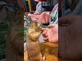 Have you ever seen prairie dogs having a “secret meeting” underground? 🕵️‍♂️🐾🌾