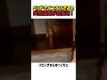 【衝撃】ベッドでくつろいでると突然猛獣が急接近！　#トラ #shorts #衝撃映像 #面白動画 #母性愛 #飼い主との絆 #かわいい #カワイイ #巨大な猫